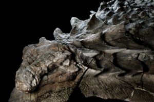 Канадський нодозавр вразив своєю неймовірною збереженістю