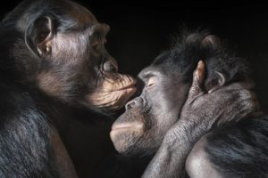 Чому мавпи не розмовляють?