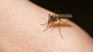 Чому ми приваблюємо комарів?