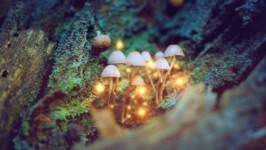 Лікування депресії галюциногенними грибами – ефективність доведена